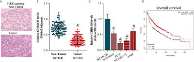 TP53-Activated lncRNA GHRLOS Regulates Cell Proliferation, Invasion, and Apoptosis of Non-Small Cell Lung Cancer by Modulating the miR-346/APC Axis